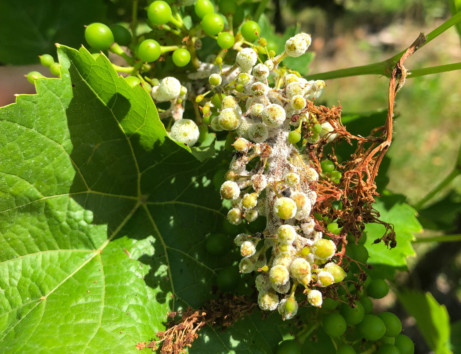 clusters from downy mildew